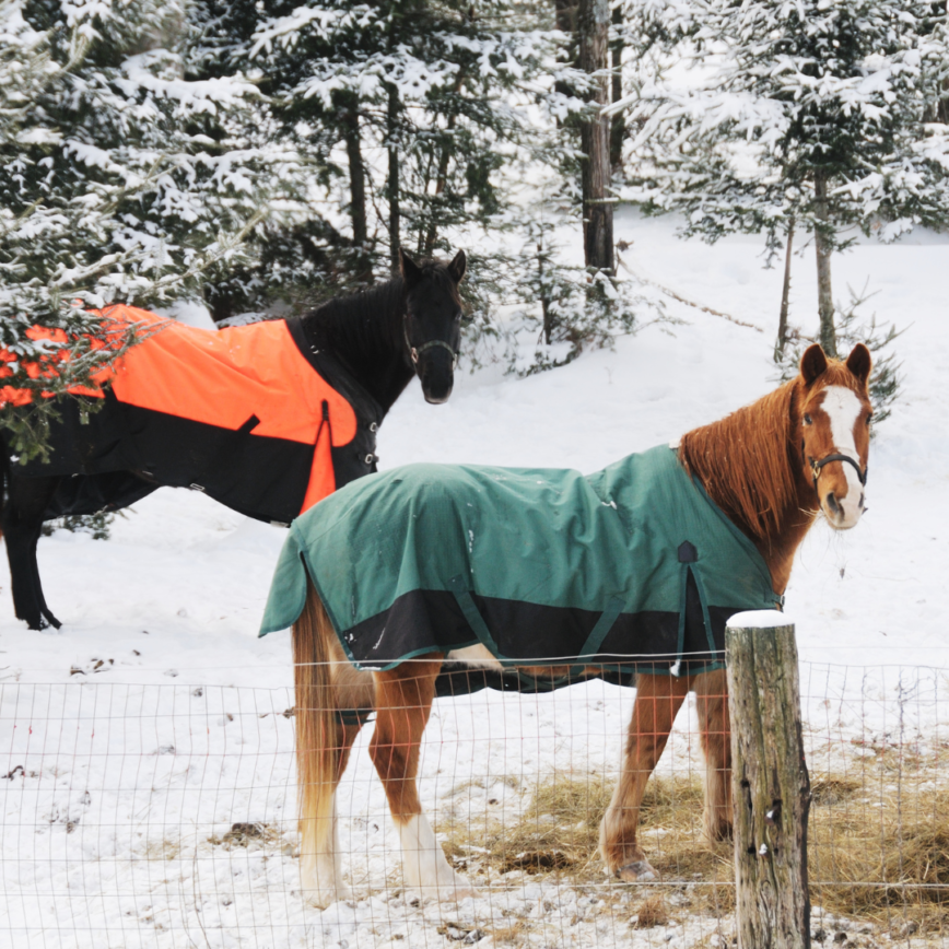 turnout blanket