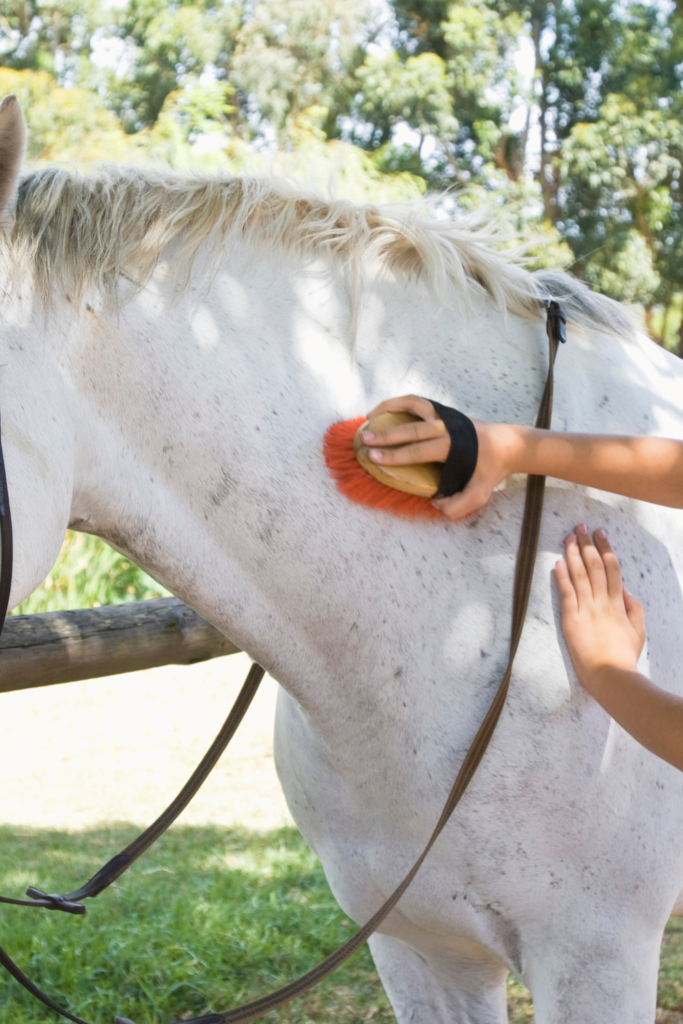 how to groom a horse