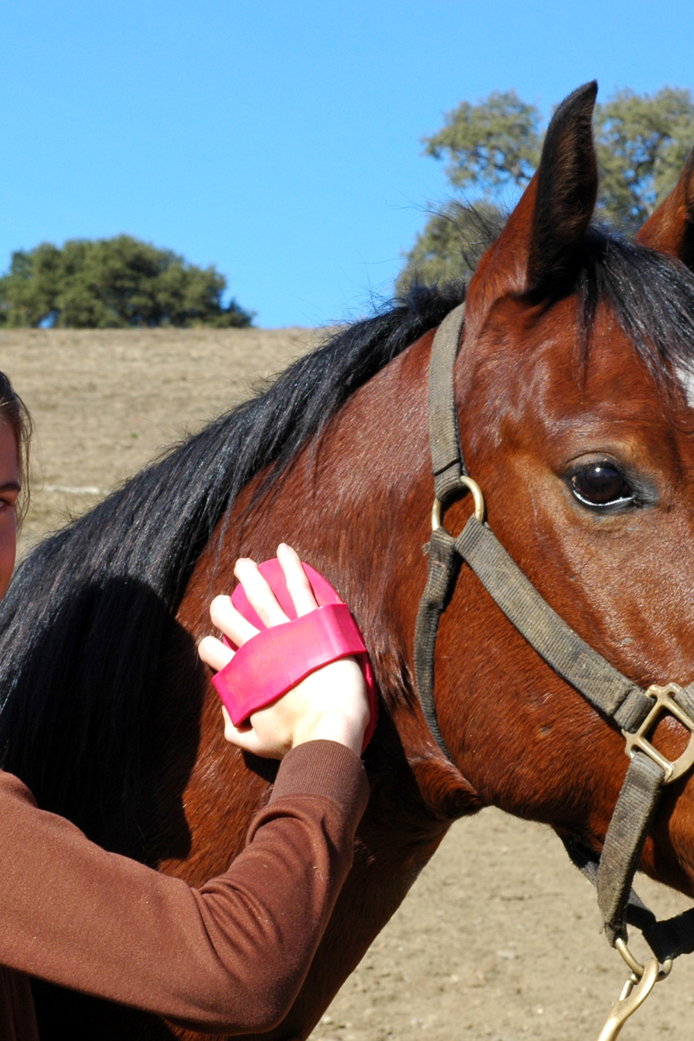 grooming a horse