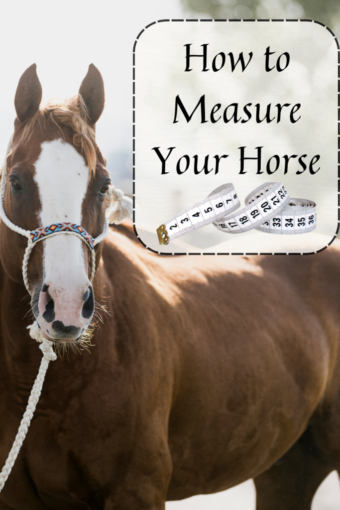 Measuring a horses height