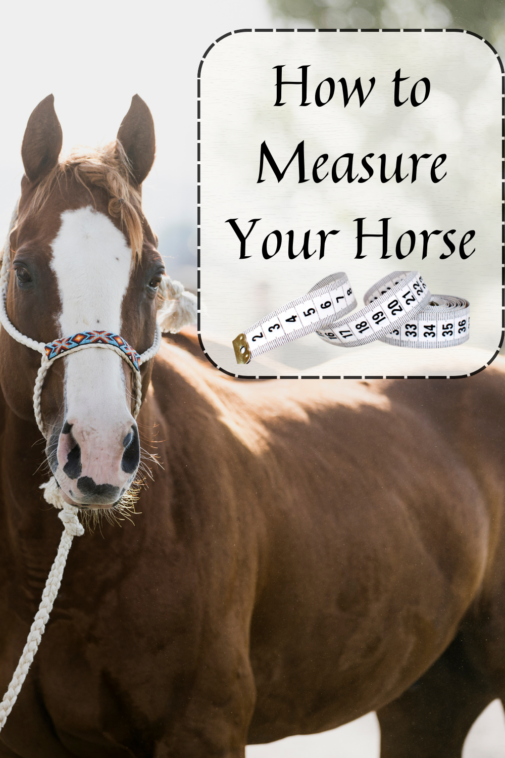 Horse how to measure