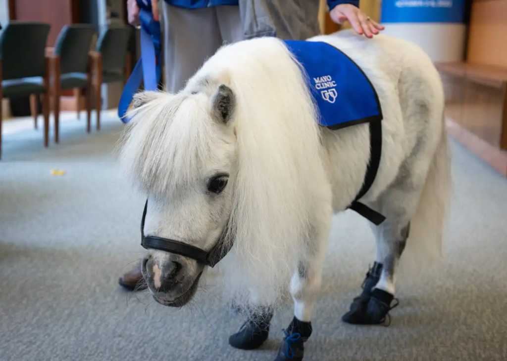 therapy horses