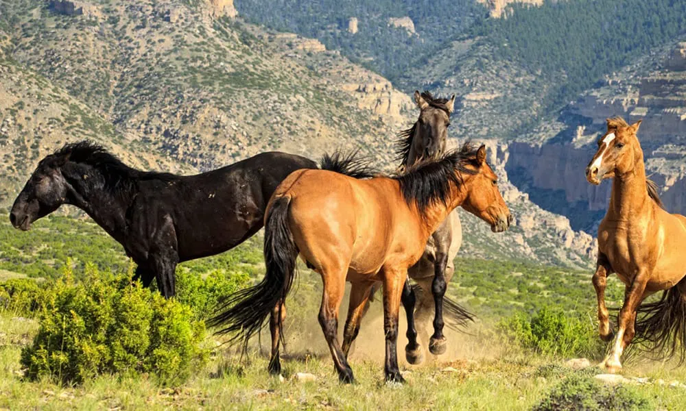 Mustang horses in the mountains