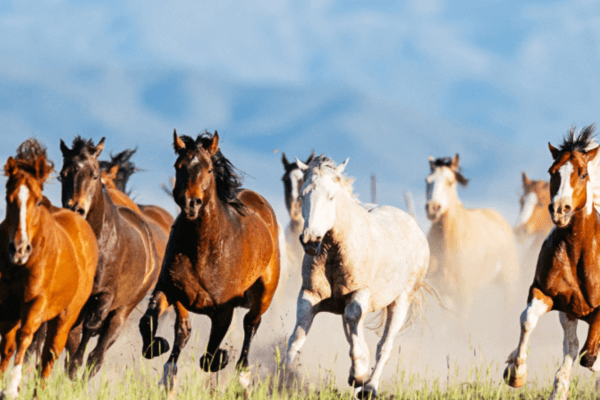 spanish mustang horses running