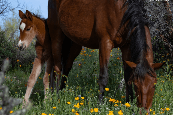 spanish mustang mare and foal