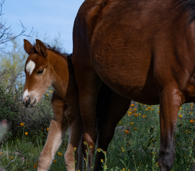 Horses