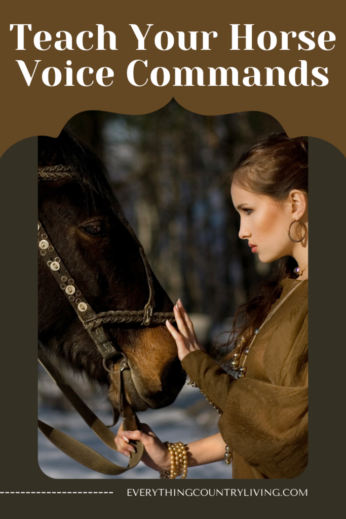 basic horse riding commands a Pinterest pin