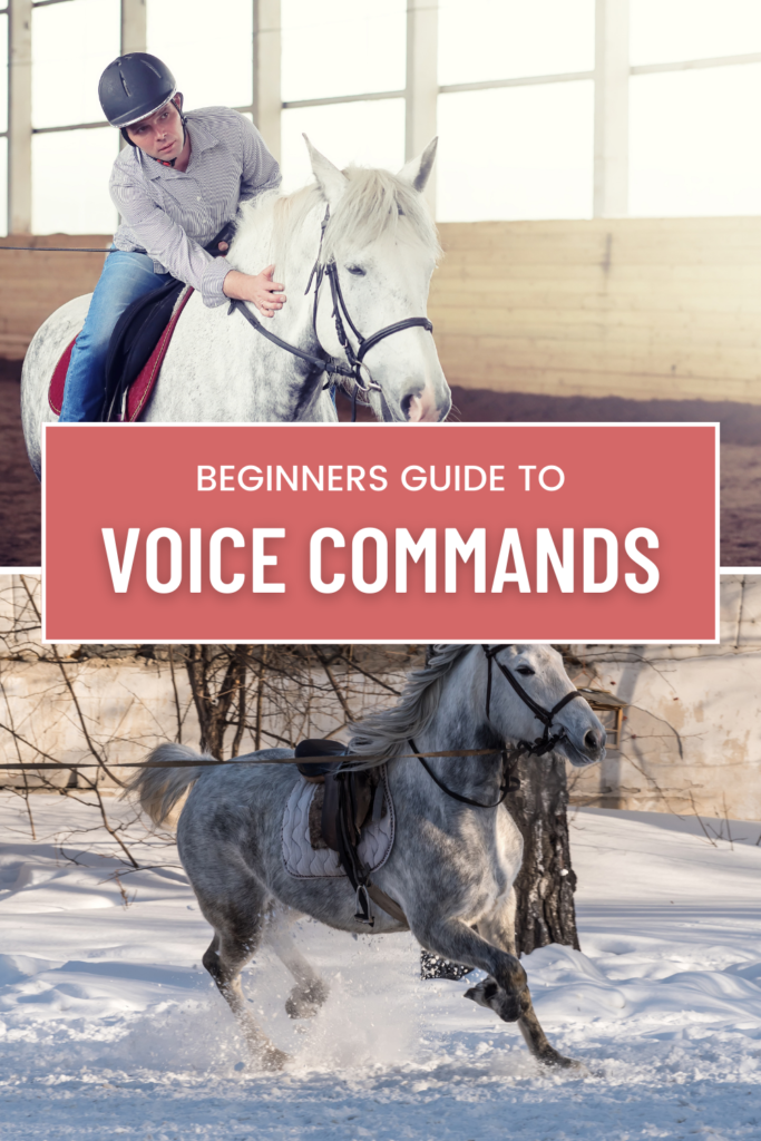 basic horse riding commands