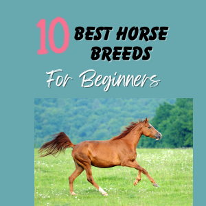 best horses for beginners