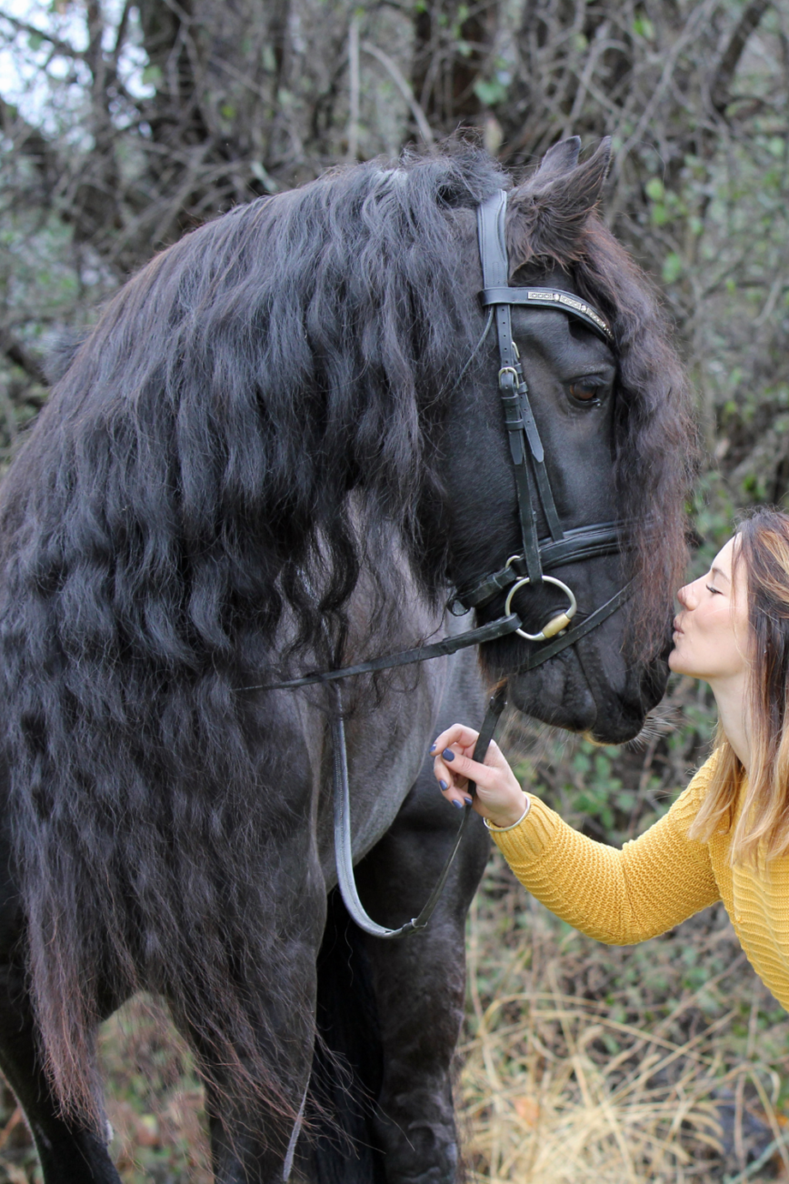 Friesen horse