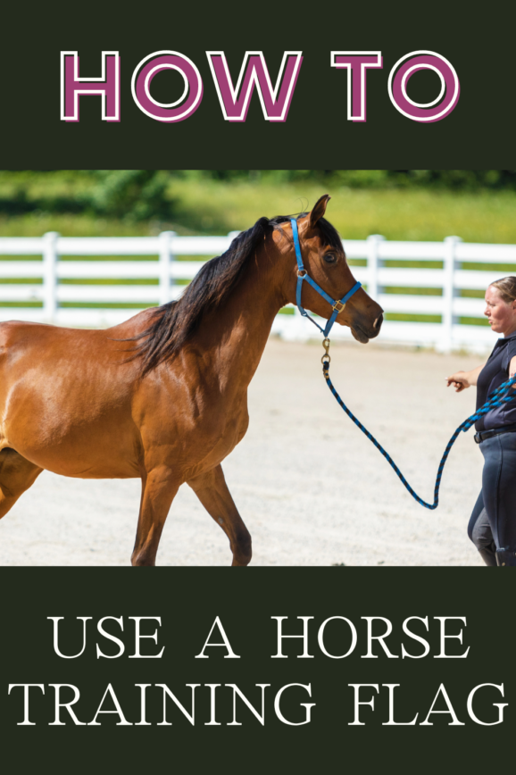 How To Use A Horse Training Flag: Unlock The Power Of The Flag Technique