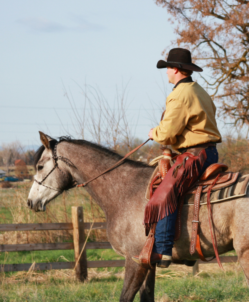 barn sour horse