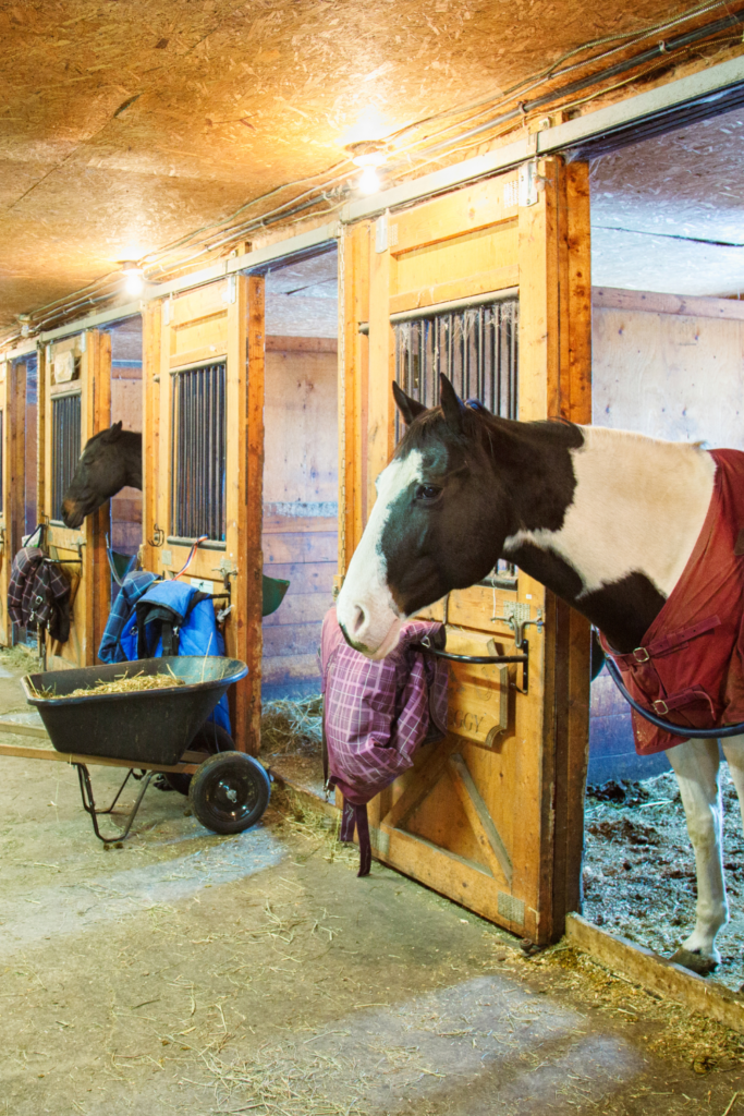 horse stall cleaning