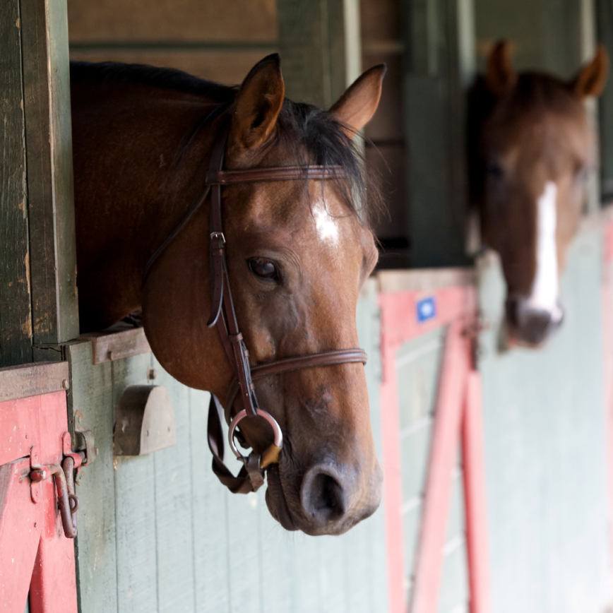 horse stall cleaning