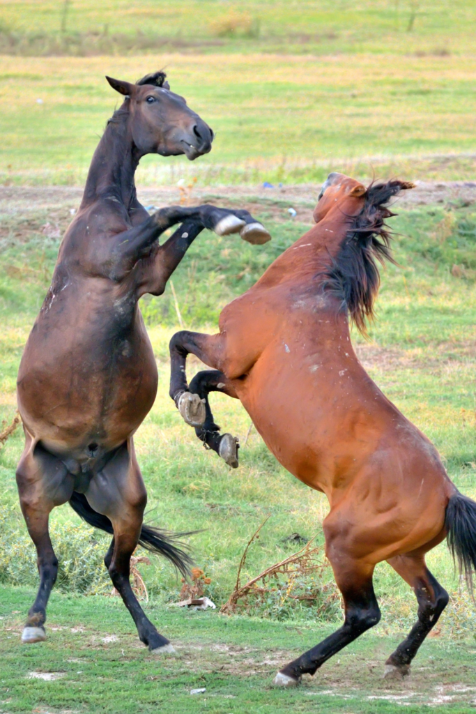 horses fighting