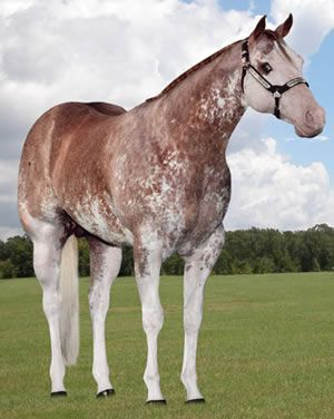 tobiano paint horse