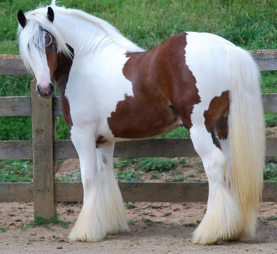 gypsy pinto horse