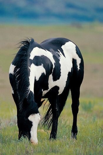 beautiful paint horses