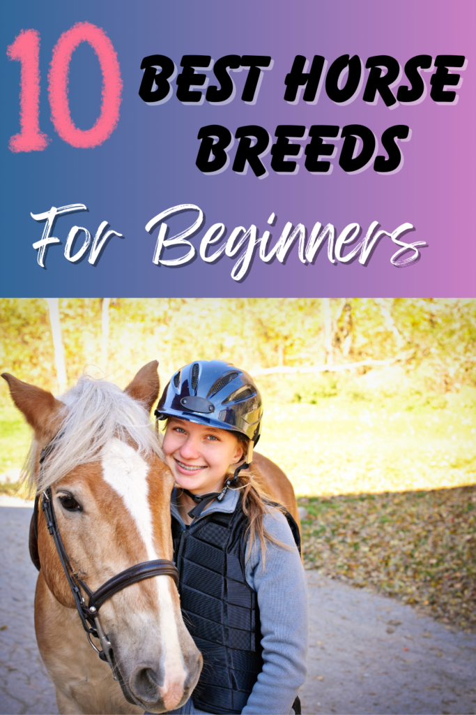 Best horses for beginners
