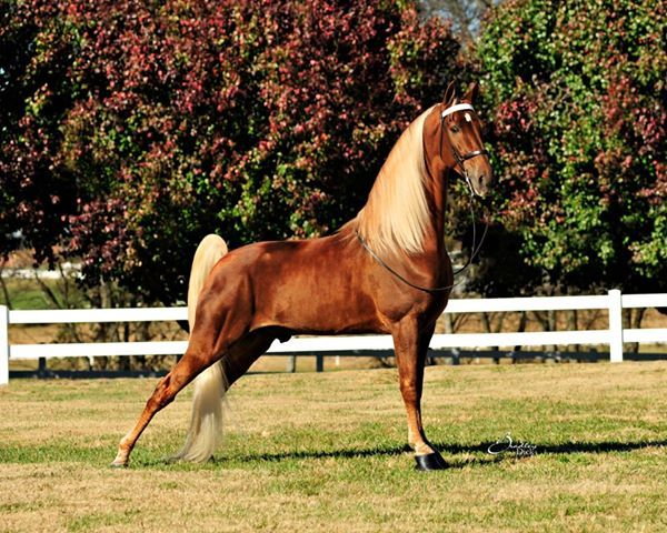Tennessee Walking Horse: