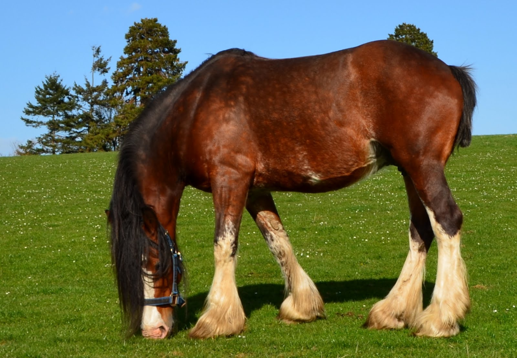 Clydesdale horse 