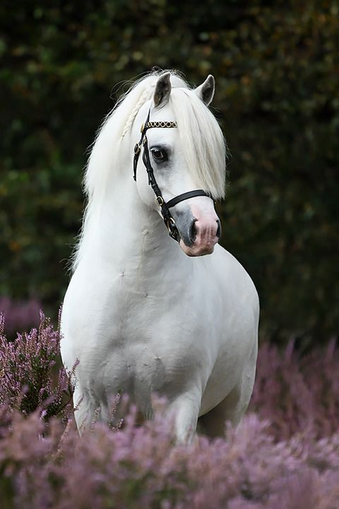 welsh pony 