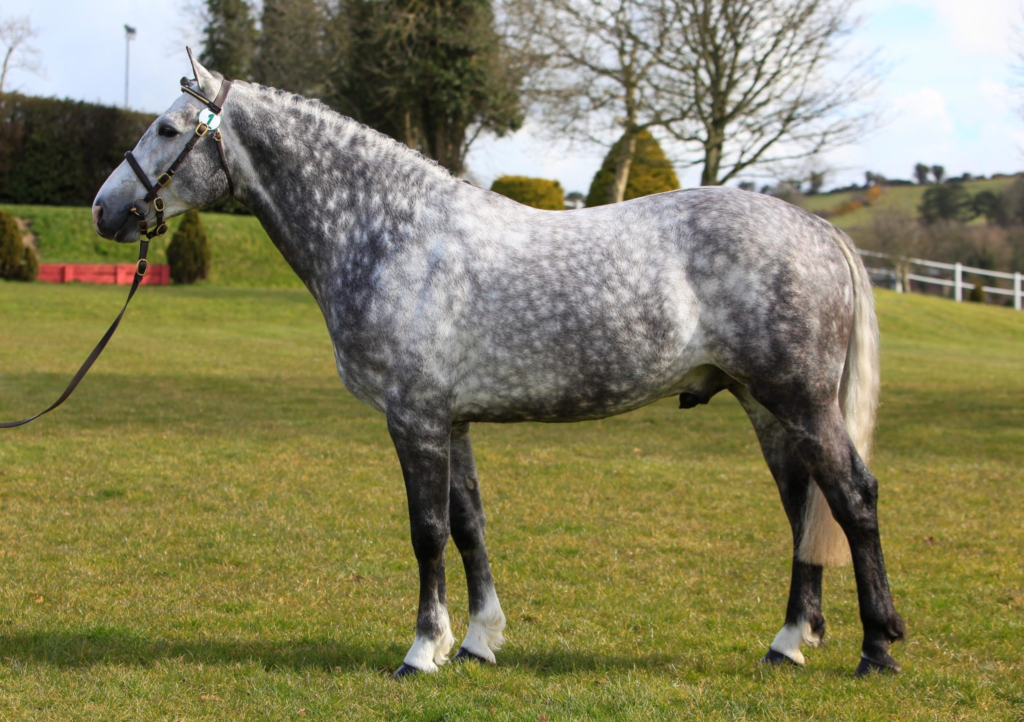 Best horse breeds for beginners the Irish Draught