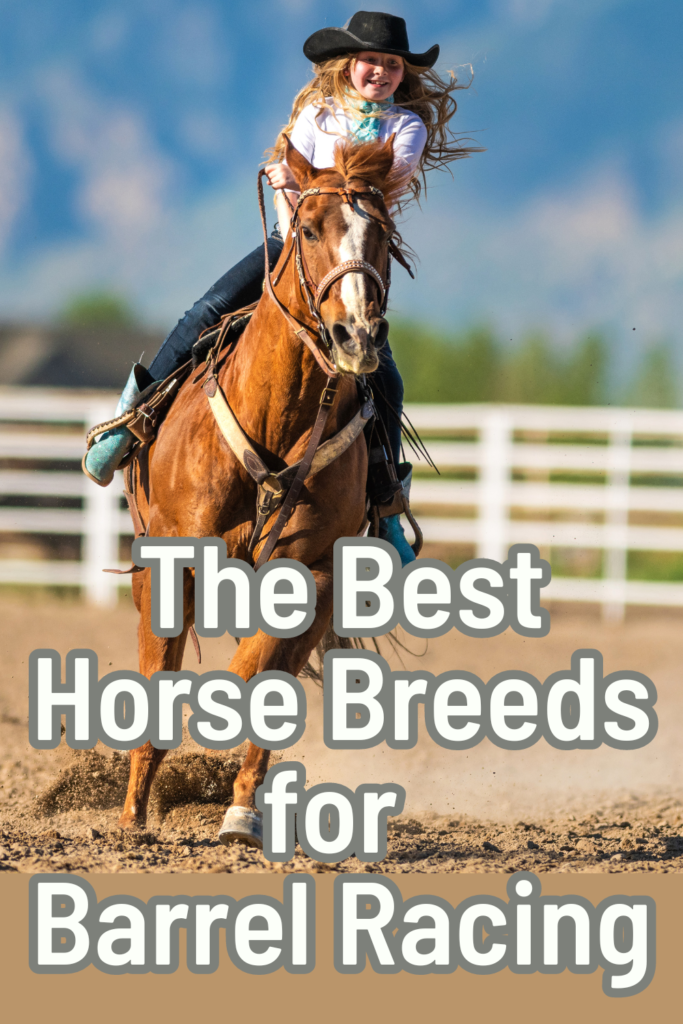 Best Horse Breeds for Barrel Racing