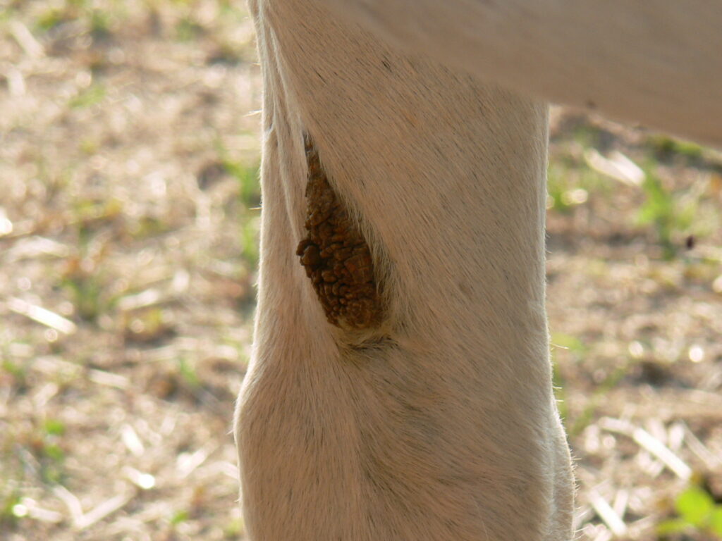 chestnuts on a horse