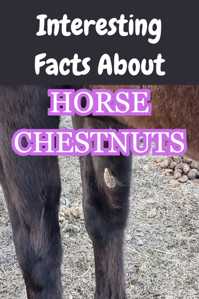 Reads: interesting facts about horse chestnuts