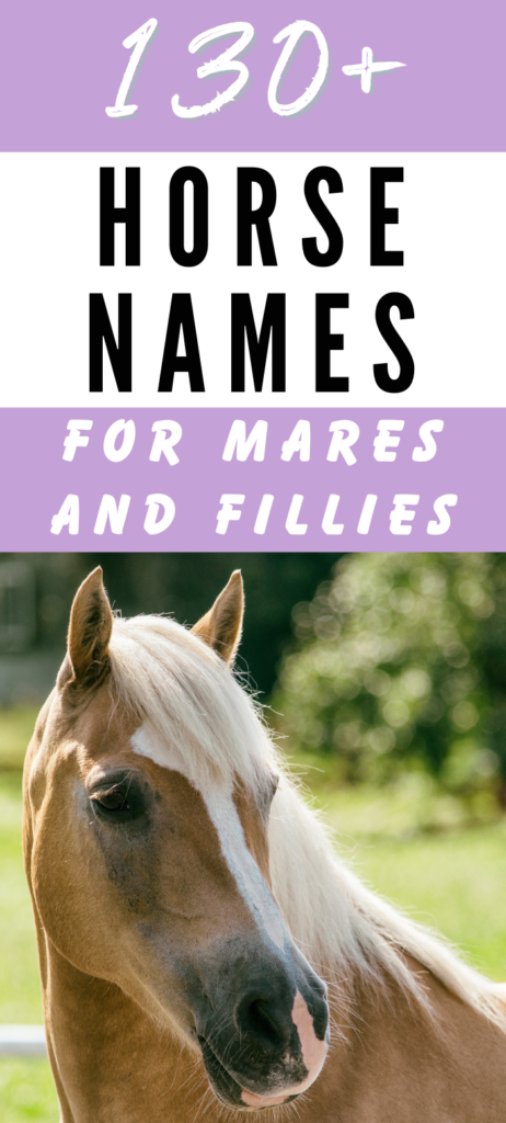 mare horse names