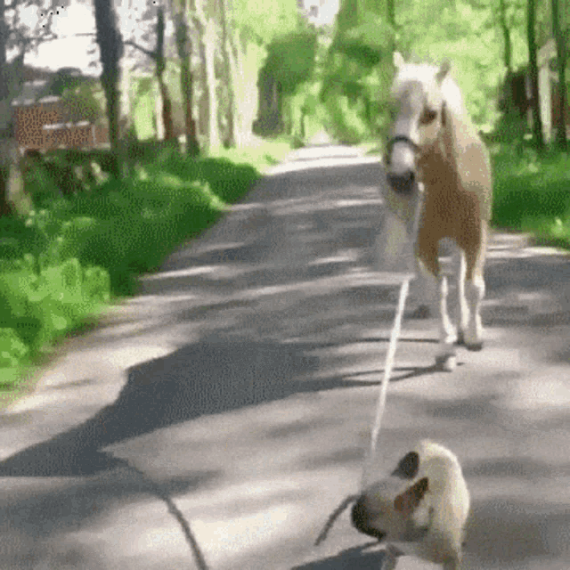 funny dog leading horse