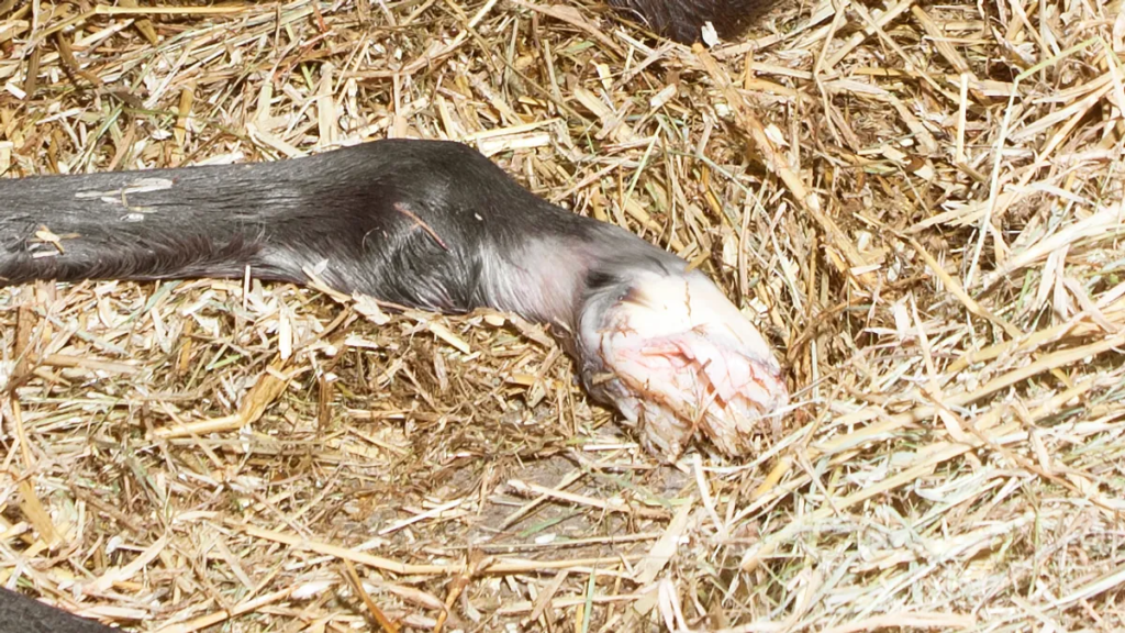 Picture of Newborn horse hooves