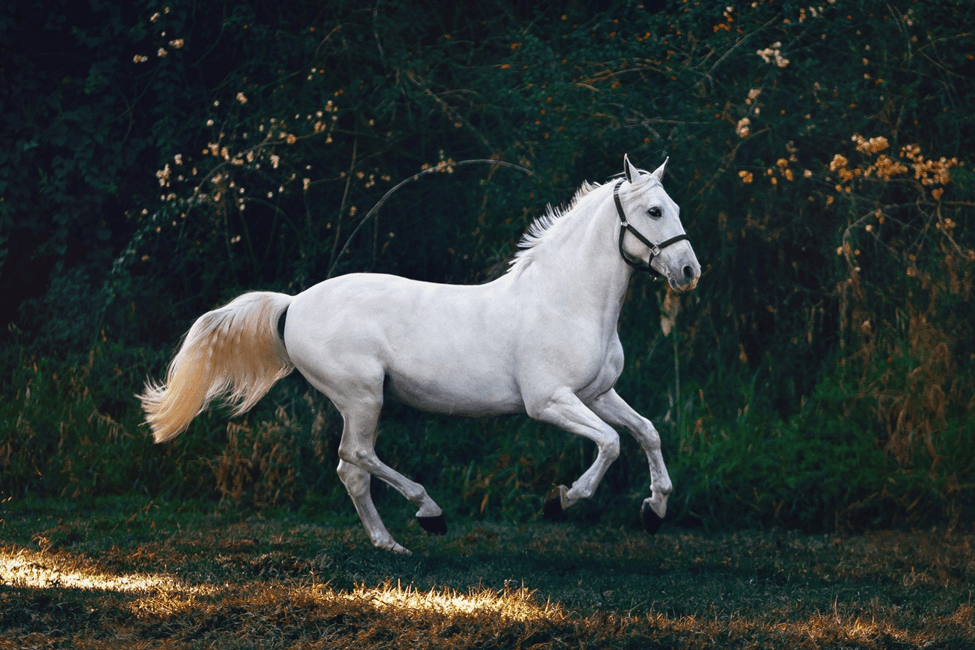 male horse names picture of a stallion running