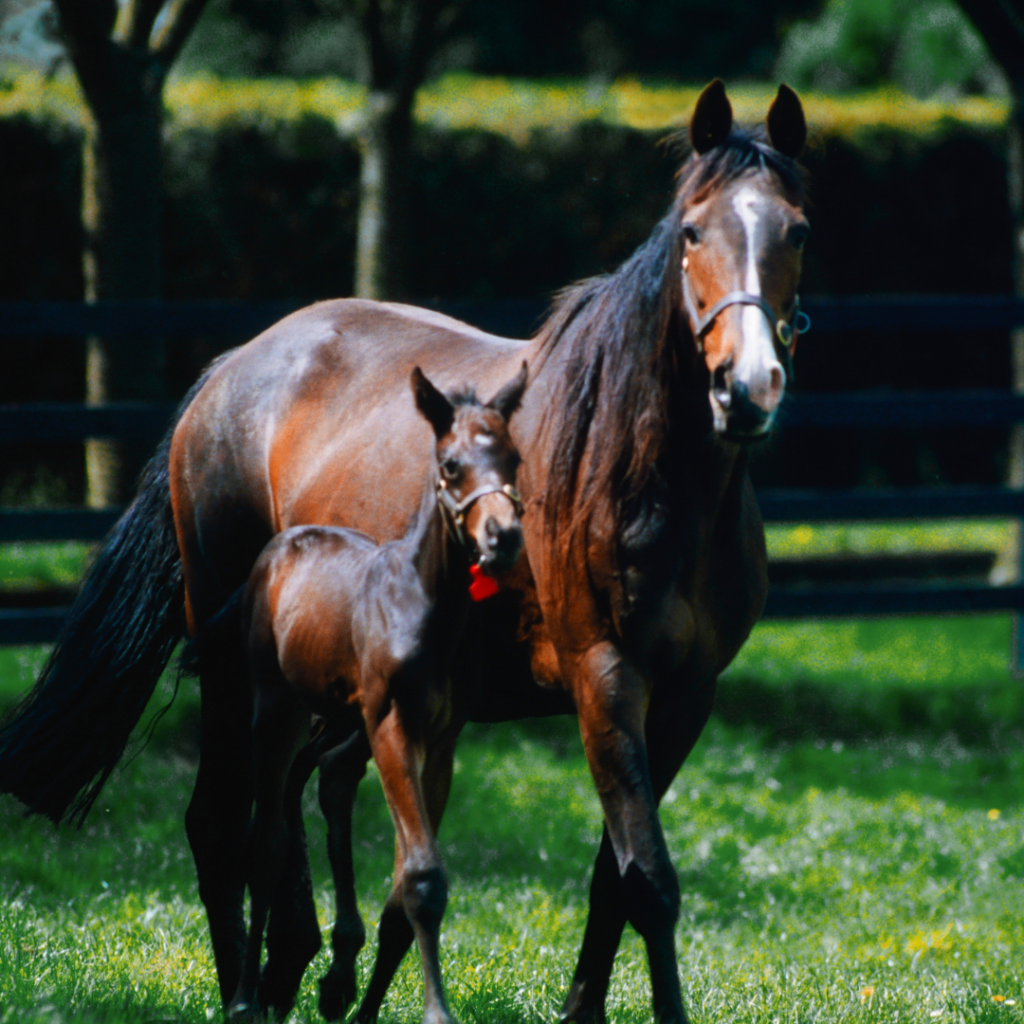 picture of a mare and foal and mare horse names