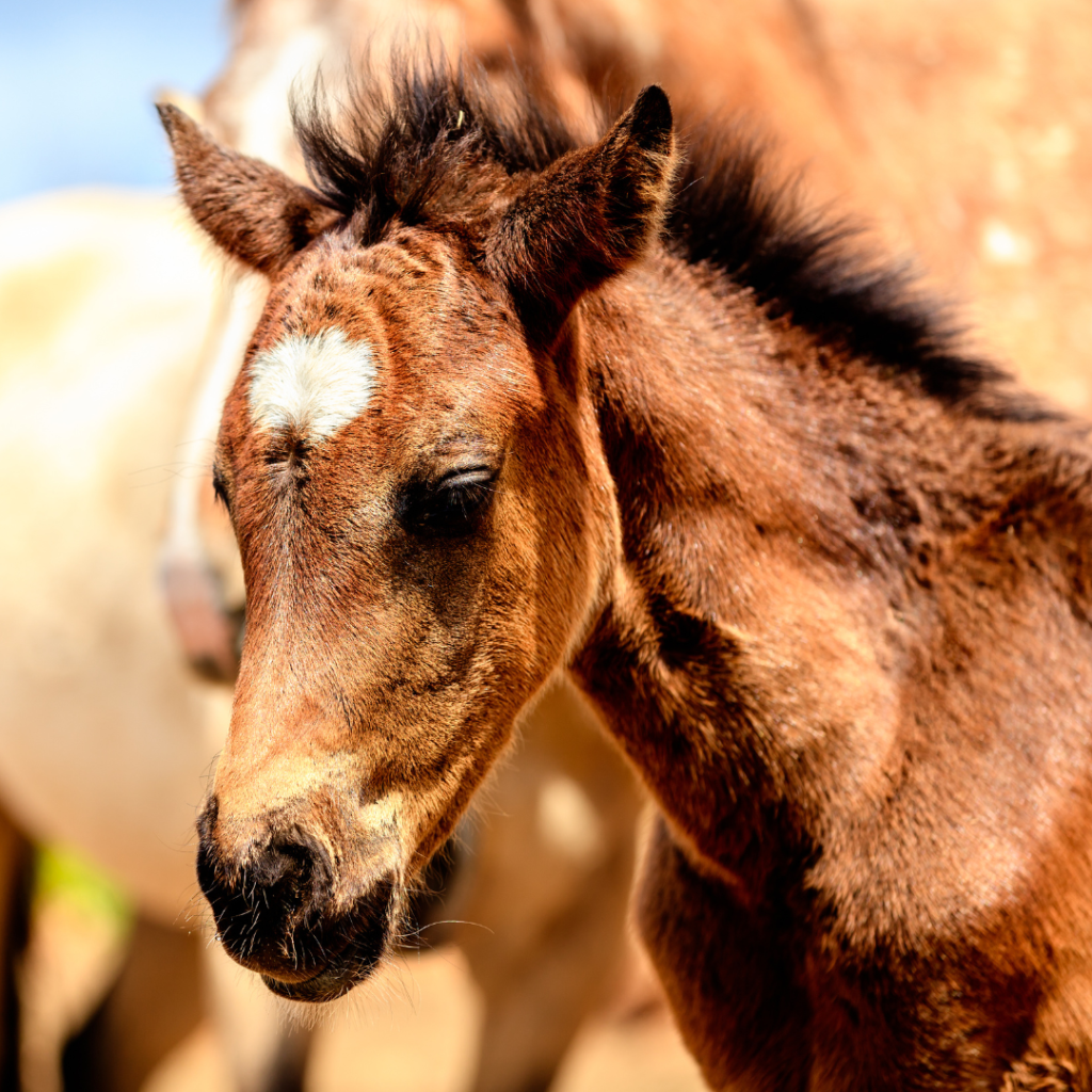picture of a foal and mare horse names
