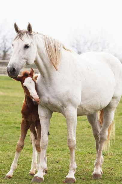 newborn horse hooves