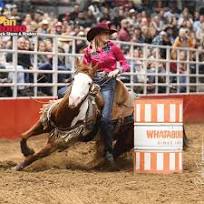 Best Horse Breeds for Barrel Racing the Paint