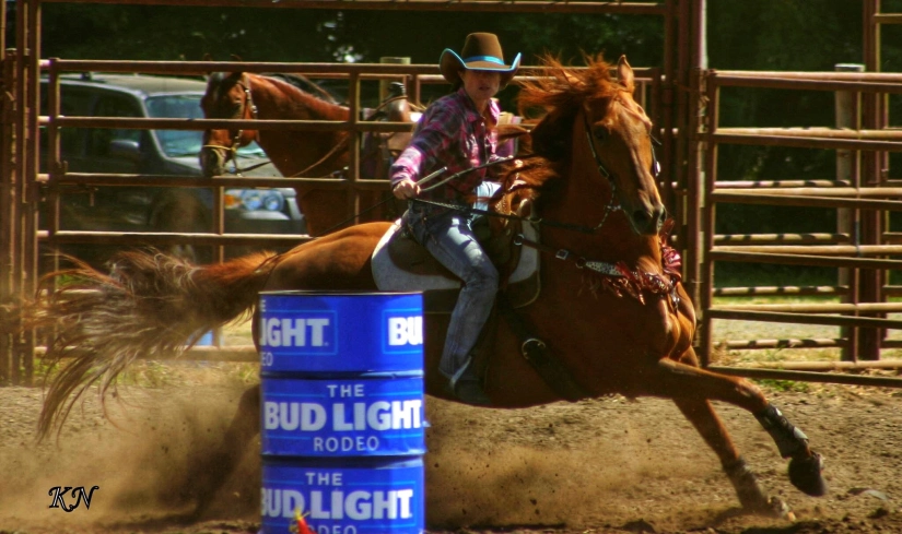Best Horse Breeds for Barrel Racing the thoroughbred 