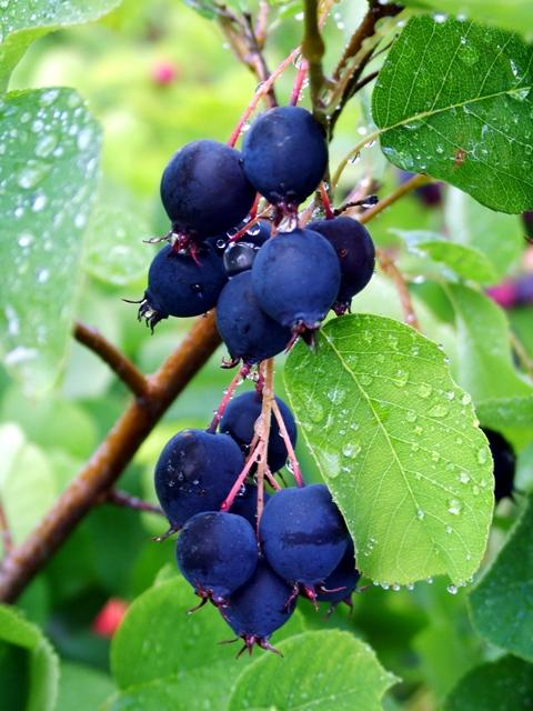 saskatoon berries