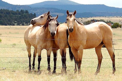 Buckskin horses