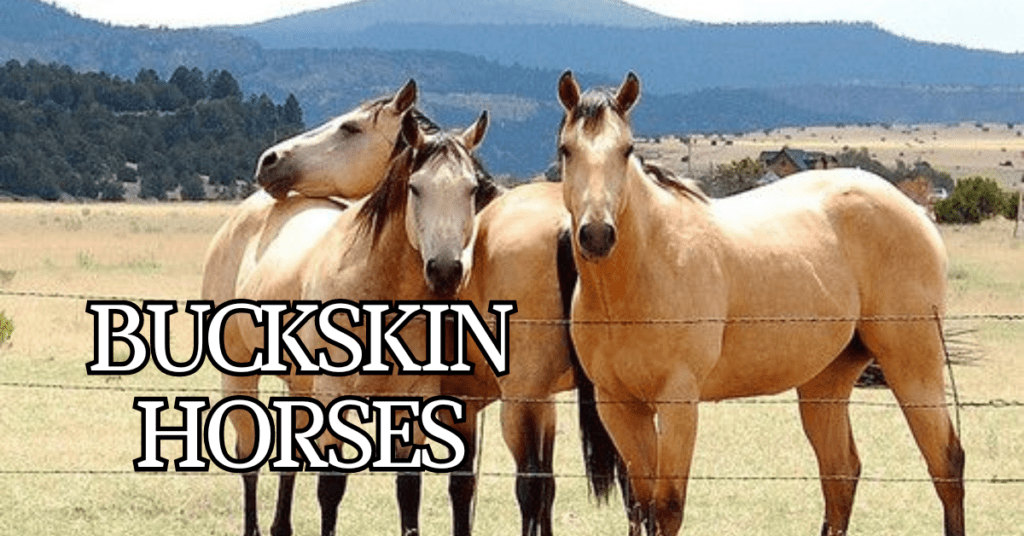 Buckskin horses