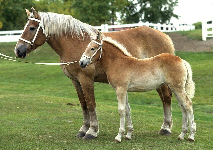 Belgian mare and foal