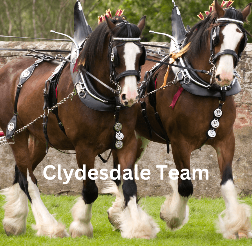 CLYDESDALE TEAM HITCHED UP