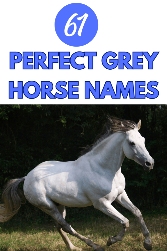 grey horse names
