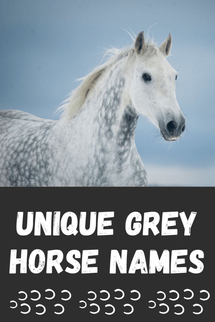 grey horse names
