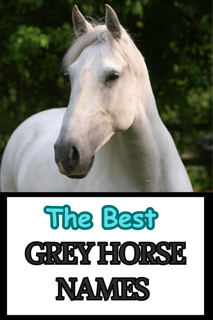 grey horse names
