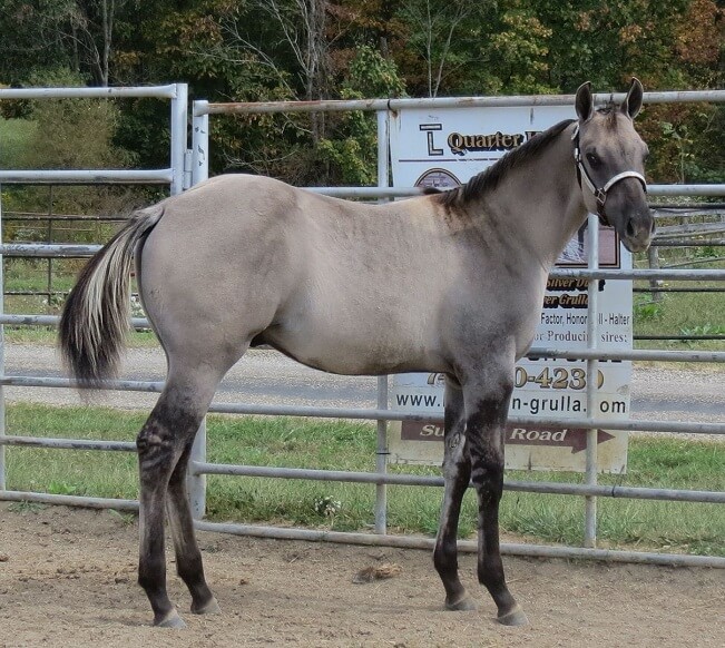 grulla horse