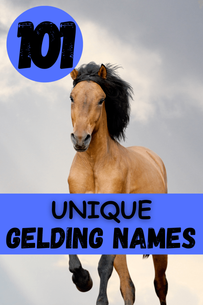 unique male horse names