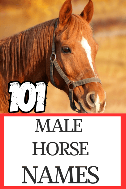 male horse names